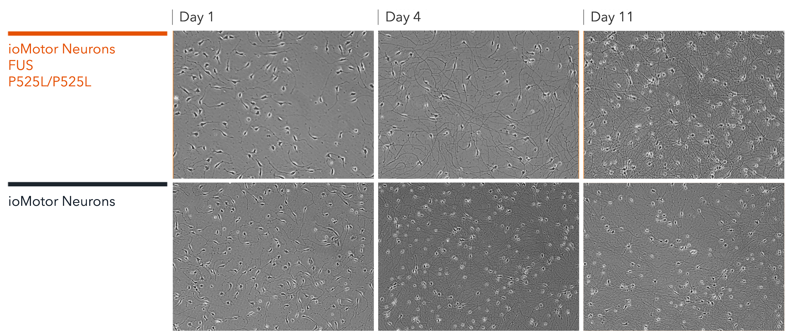 Motor Neurons FUS P525L/P525L | ioCells